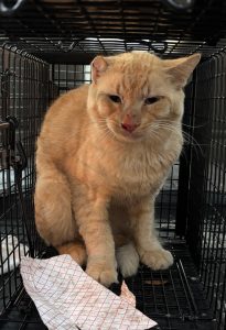 Orange Tabby with Mites Needs Space - July 31 2026