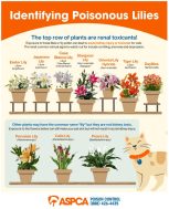 Lilies are Poisonous to Cats