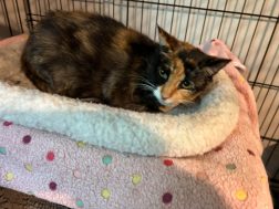 Thomasina - Aug 2026