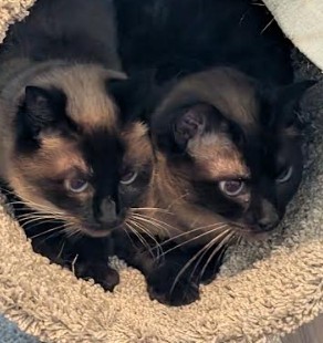 Tippy & Finny Adopted July 2026