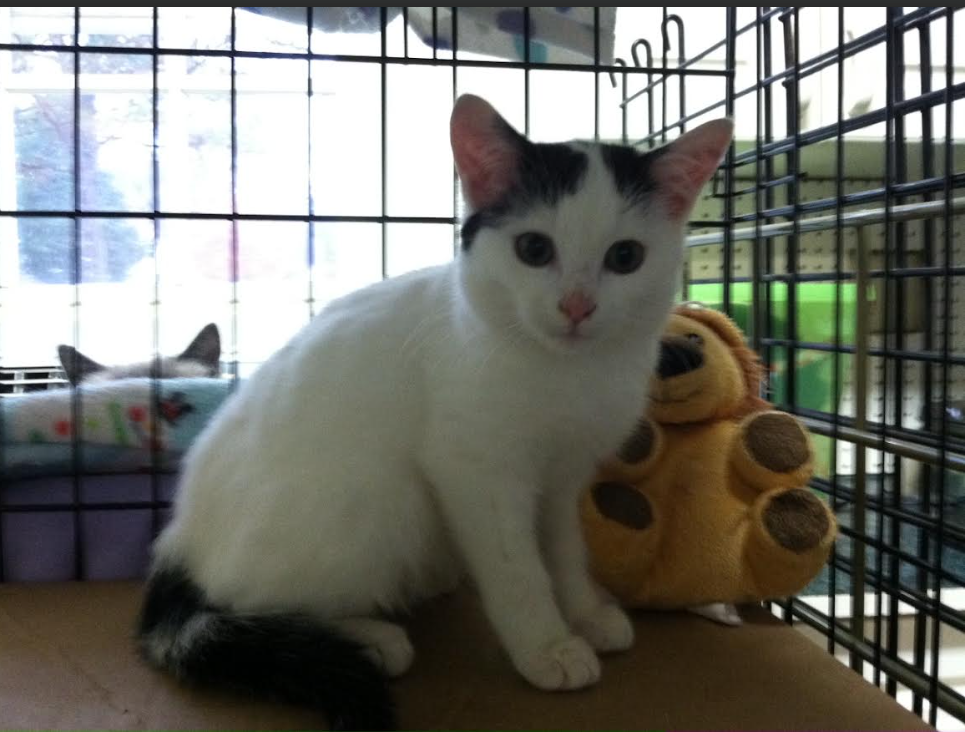 Edie Pie as a youngster - 2015