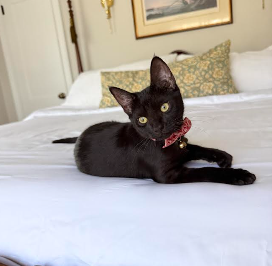 Fury - adopted name Bean - Aug 2026