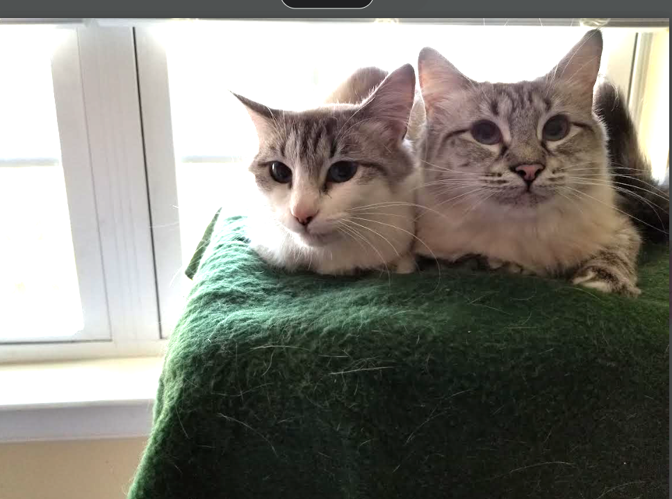 Meezer Sisters 2 Left and 1 Right - Oct 2017