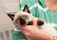 Meezer kitten 5 closeup - Sept 2017